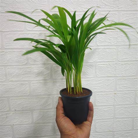 Product: Areca Palm (Dypsis lutescens)